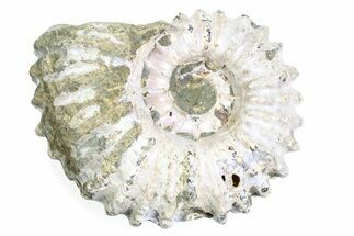 Bumpy Ammonite (Douvilleiceras) Fossil - Purple Iridescence #361214