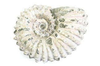 Bumpy Ammonite (Douvilleiceras) Fossil - Madagascar #361215