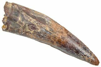 Fossil Spinosaurus Tooth - Real Dinosaur Tooth #361264