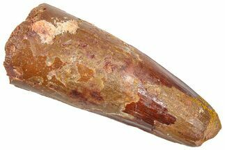 Fossil Spinosaurus Tooth - Feeding Worn Tip #361272