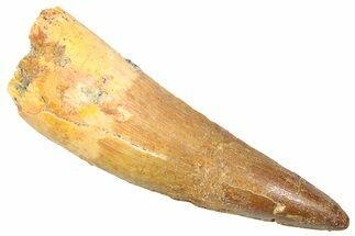 Fossil Spinosaurus Tooth - Real Dinosaur Tooth #361278
