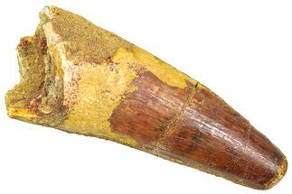 Fossil Spinosaurus Tooth - Feeding Worn Tip #361279