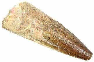 Fossil Spinosaurus Tooth - Real Dinosaur Tooth #361290