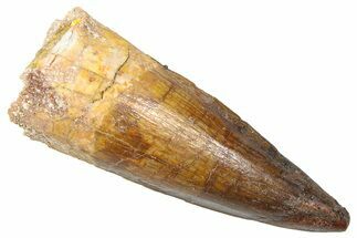 Fossil Spinosaurus Tooth - Real Dinosaur Tooth #361293
