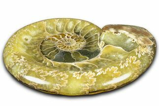 Polished Fossil Ammonite Dish - Madagascar #361377