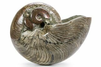 Cretaceous Fossil Nautilus with Ammonites - Madagascar #361324