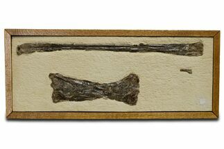 Mounted and Framed Pterosaur (Pteranodon) Bones - Kansas #361450