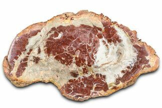 Beautiful Petrified Wood (Araucaria) Slab - Madagascar #361463