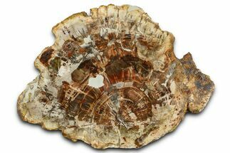Beautiful Petrified Wood (Araucaria) Slab - Madagascar #361476