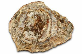 Beautiful Petrified Wood (Araucaria) Slab - Madagascar #361484