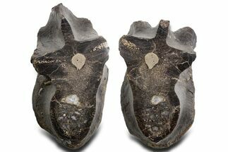 Cut/Polished Theropod Dinosaur (Allosaurus) Vertebra - Utah #360976
