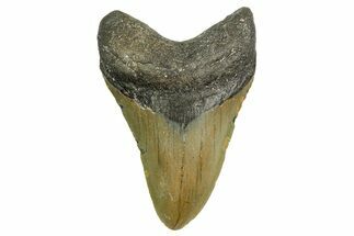 Fossil Megalodon Tooth - North Carolina #361697