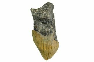 Partial, Fossil Megalodon Tooth - North Carolina #361703