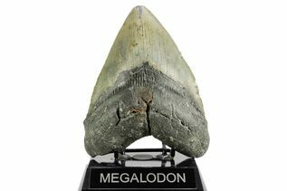 Fossil Shark Teeth For Sale
