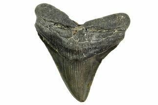 Serrated, Fossil Megalodon Tooth - North Carolina #361724
