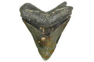 Serrated, Juvenile Megalodon Tooth - North Carolina #361731