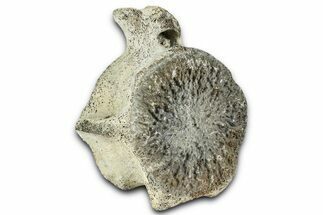 Fossil Whale Caudal Vertebra - Yorktown Formation #362061