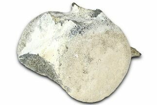 Fossil Whale Lumbar/Caudal Vertebra - Yorktown Formation #362076