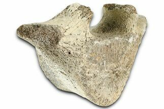 Fossil Whale Thoracic Vertebra - Yorktown Formation #362086