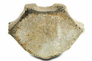 Fossil Whale Lumbar Vertebra - Yorktown Formation #362081