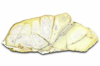 Clay Canyon Crandallite and Wardite - Old Collection Stock #362046