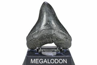 Serrated, Fossil Megalodon Tooth - South Carolina #362238
