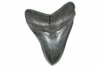 Fossil Megalodon Tooth - South Carolina #362242