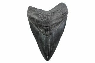 Serrated, Fossil Megalodon Tooth - South Carolina #362155