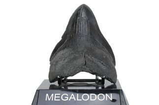 Fossil Megalodon Tooth - South Carolina #362157