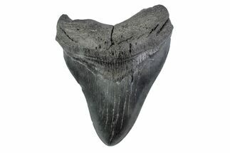 Fossil Megalodon Tooth - South Carolina #362164