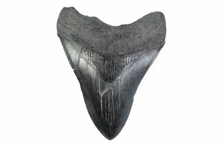 Fossil Megalodon Tooth - South Carolina #362175