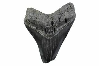 Serrated, Fossil Megalodon Tooth - South Carolina #362190