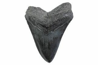 Serrated, Fossil Megalodon Tooth - South Carolina #362199