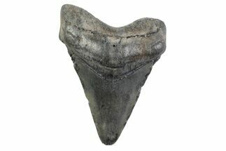 Juvenile Megalodon Tooth - South Carolina #362210