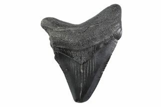 Serrated, Juvenile Megalodon Tooth - South Carolina #362233