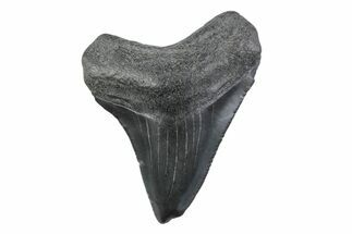 Serrated, Juvenile Megalodon Tooth - South Carolina #362234