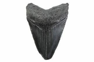 Serrated, Juvenile Megalodon Tooth - South Carolina #362235