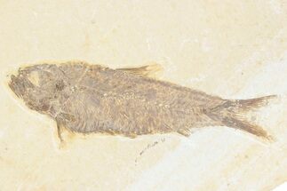 Detailed Fossil Fish (Knightia) - Wyoming #361073