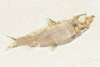 Detailed Fossil Fish (Knightia) - Wyoming #361074