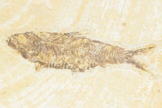 Detailed Fossil Fish (Knightia) - Wyoming #361075