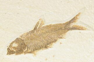 Detailed Fossil Fish (Knightia) - Wyoming #361080