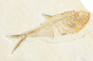 Detailed Fossil Fish (Diplomystus) - Wyoming #361087