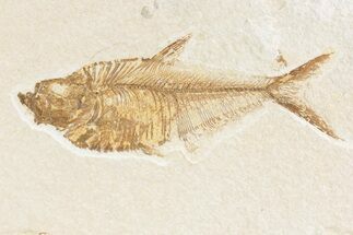 Detailed Fossil Fish (Diplomystus) - Wyoming #361092