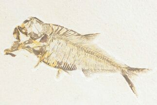 Detailed Fossil Fish (Diplomystus) - Wyoming #361099