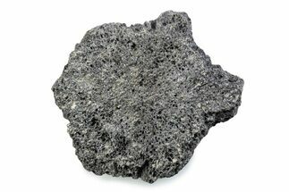 Fossil Glyptodont (Glyptotherium) Bony Armor Osteoderm - Florida #362293