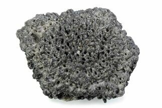 Fossil Glyptodont (Glyptotherium) Bony Armor Osteoderm - Florida #362300