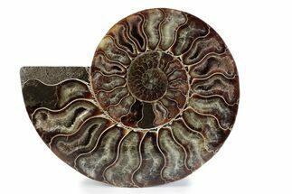 Cut & Polished Ammonite Fossil (Half) - Madagascar #362362