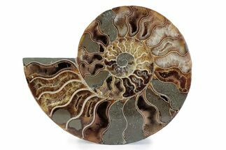 Cut & Polished Ammonite Fossil (Half) - Madagascar #362365