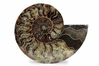 Cut & Polished Ammonite Fossil (Half) - Madagascar #362366