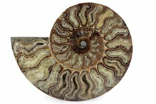 Cut & Polished Ammonite Fossil (Half) - Madagascar #362392